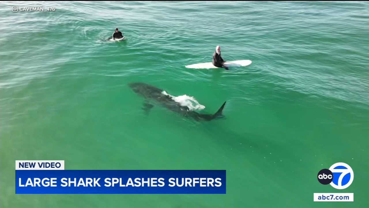 Shark swims near surfers, splashes one with its tail in close encounter off California coast, video shows
— Highland Park Sports news